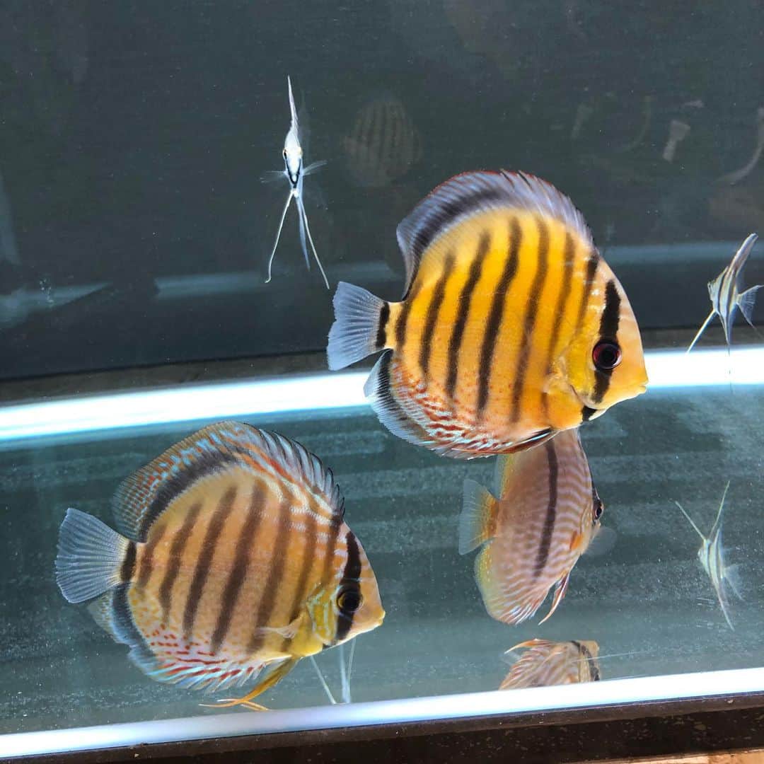 滝口大樹さんのインスタグラム写真 - (滝口大樹Instagram)「同じ産地の同じ種類のお魚。 買ったお店が違うだけ。 #ディスカス #ワイルドディスカス  #テフェ産 #テフェグリーン  #グリーンディスカス #aquarium」12月29日 2時28分 - daiki_bass5