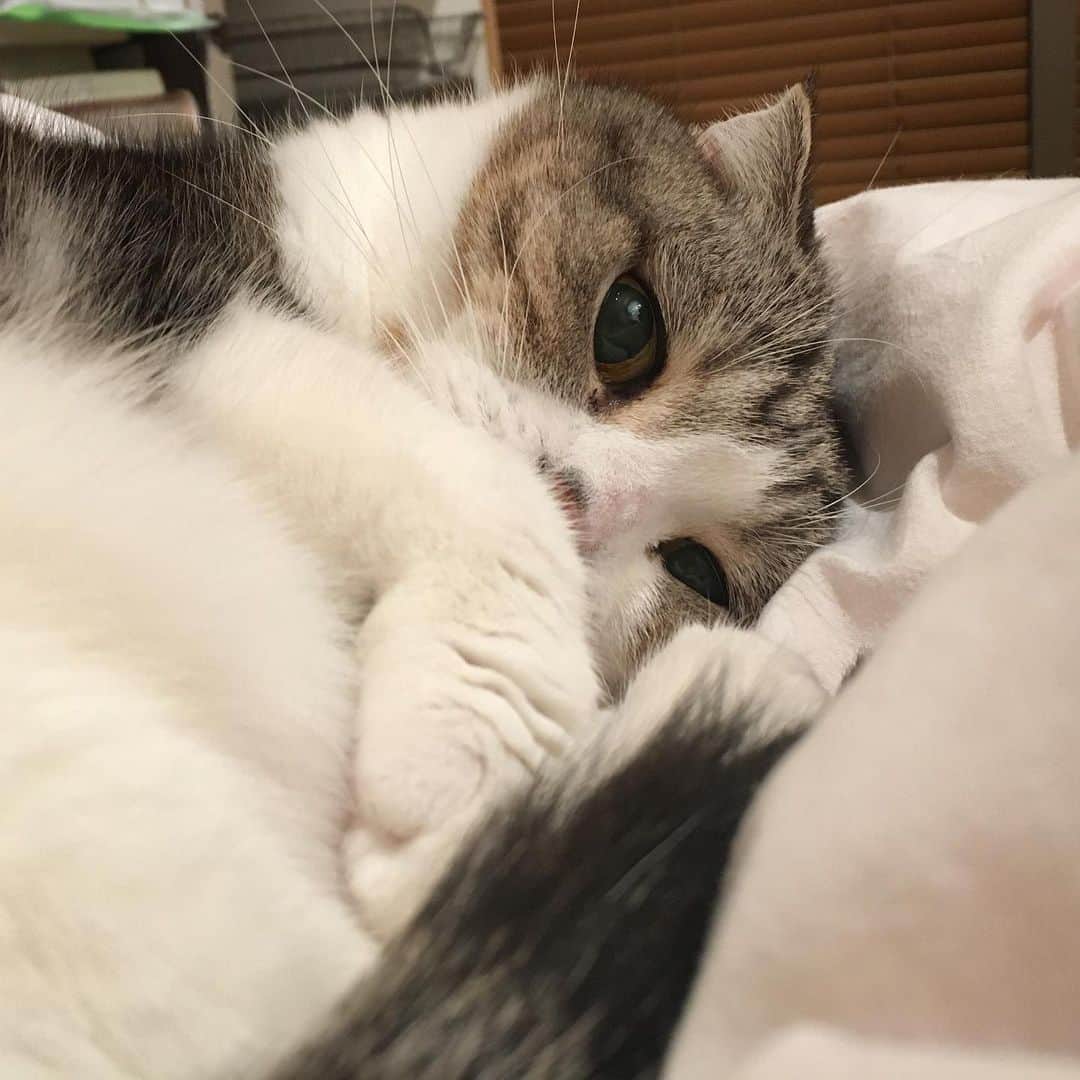 ミツバ&フックのインスタグラム：「眠い… #ilovecat」