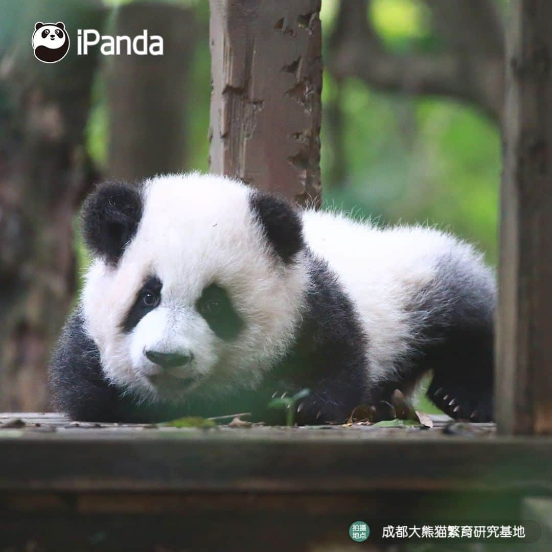 iPandaさんのインスタグラム写真 - (iPandaInstagram)「Wanna be as fit as me? Do panda yoga before sleep like me! (Ji Xiao) 🐼 🐾 🐼 #panda #ipanda #animal #pet #adorable #China #travel #pandababy #cute #photooftheday #Sichuan #cutepanda #animalphotography #cuteness #cutenessoverload #giantpanda」12月28日 17時30分 - ipandachannel