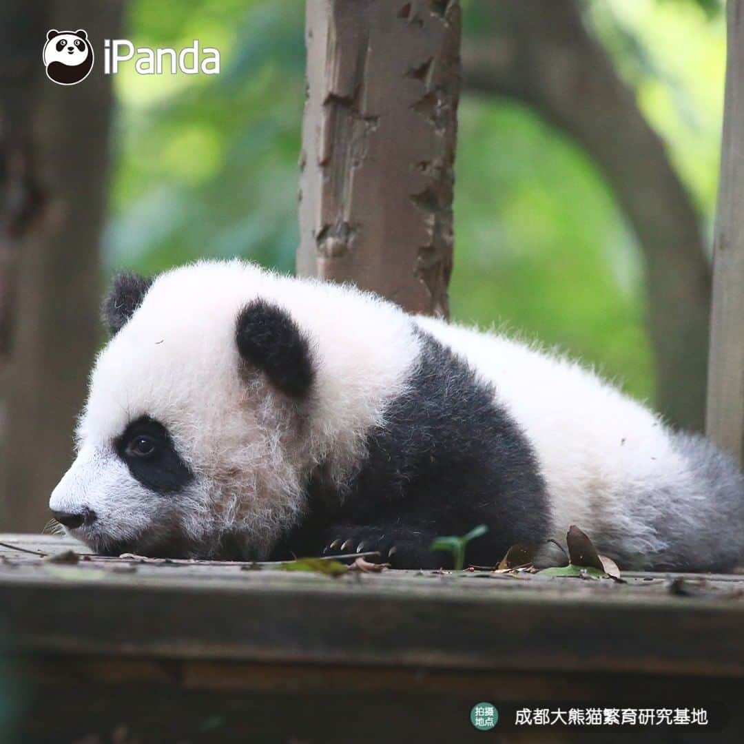 iPandaさんのインスタグラム写真 - (iPandaInstagram)「Wanna be as fit as me? Do panda yoga before sleep like me! (Ji Xiao) 🐼 🐾 🐼 #panda #ipanda #animal #pet #adorable #China #travel #pandababy #cute #photooftheday #Sichuan #cutepanda #animalphotography #cuteness #cutenessoverload #giantpanda」12月28日 17時30分 - ipandachannel
