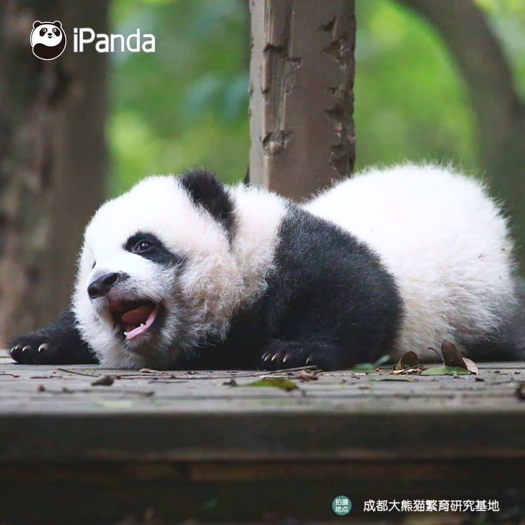 iPandaさんのインスタグラム写真 - (iPandaInstagram)「Wanna be as fit as me? Do panda yoga before sleep like me! (Ji Xiao) 🐼 🐾 🐼 #panda #ipanda #animal #pet #adorable #China #travel #pandababy #cute #photooftheday #Sichuan #cutepanda #animalphotography #cuteness #cutenessoverload #giantpanda」12月28日 17時30分 - ipandachannel