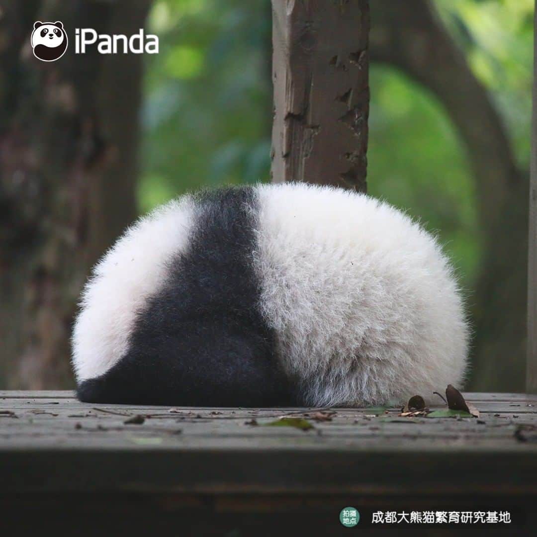 iPandaさんのインスタグラム写真 - (iPandaInstagram)「Wanna be as fit as me? Do panda yoga before sleep like me! (Ji Xiao) 🐼 🐾 🐼 #panda #ipanda #animal #pet #adorable #China #travel #pandababy #cute #photooftheday #Sichuan #cutepanda #animalphotography #cuteness #cutenessoverload #giantpanda」12月28日 17時30分 - ipandachannel