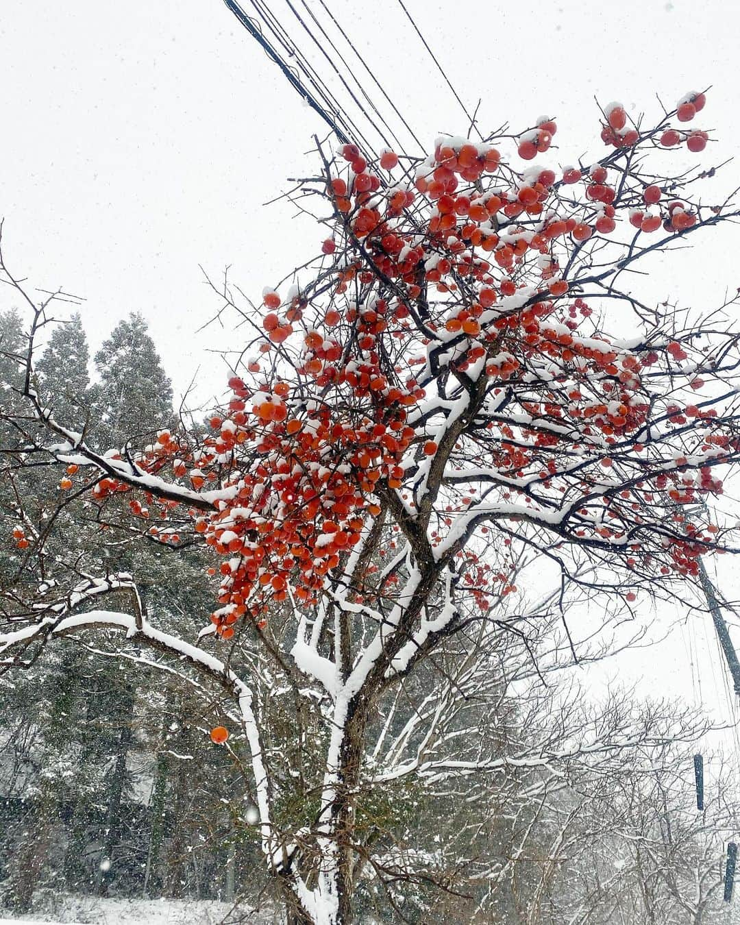 宮原華音さんのインスタグラム写真 - (宮原華音Instagram)「秋田2日目です👹❄️ 今日も雪が降ったりやんだり 雪だるまになるかと思った笑 柿に雪が積もってて真っ白な中 綺麗だったな🧡 #秋田 #秋田県 #雪 #吹雪 #雪だるま #東北 #秋田生まれ #かのんのしふく　#しまむら #しまむら購入品 #しまむらパトロール #しまパト #豹柄 #ひょう柄  #ひょう柄スカート」12月28日 17時48分 - miyahara_kanon