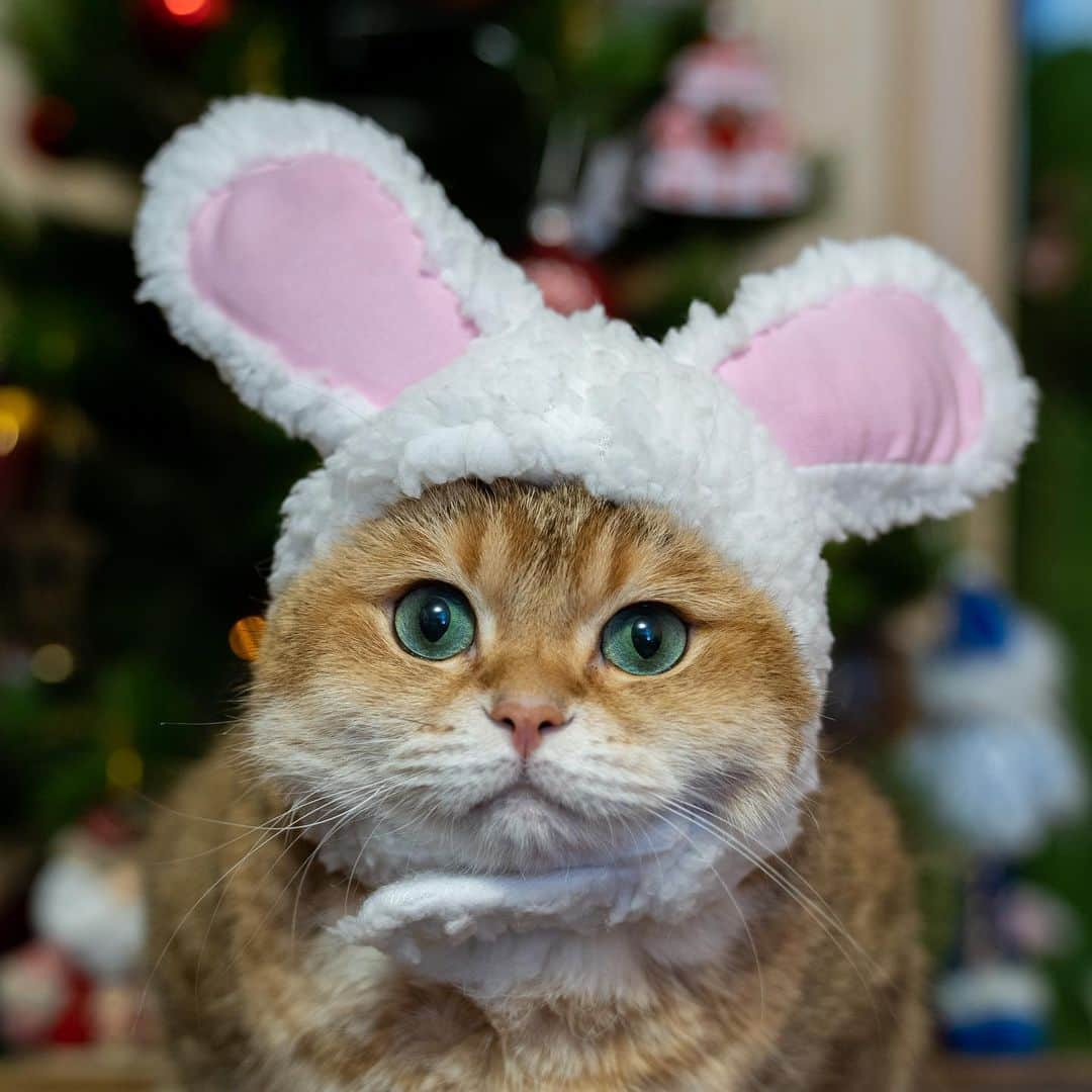 Hosicoさんのインスタグラム写真 - (HosicoInstagram)「Grumpy bunny 🐰🎄」12月28日 17時50分 - hosico_cat