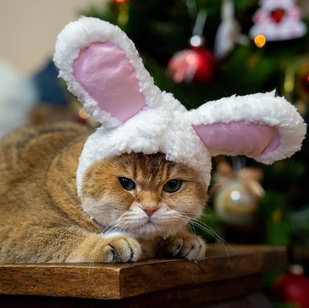 Hosicoさんのインスタグラム写真 - (HosicoInstagram)「Grumpy bunny 🐰🎄」12月28日 17時50分 - hosico_cat