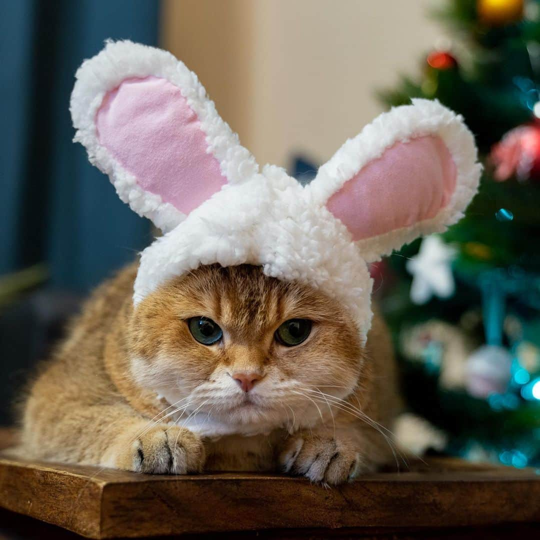 Hosicoさんのインスタグラム写真 - (HosicoInstagram)「Grumpy bunny 🐰🎄」12月28日 17時50分 - hosico_cat