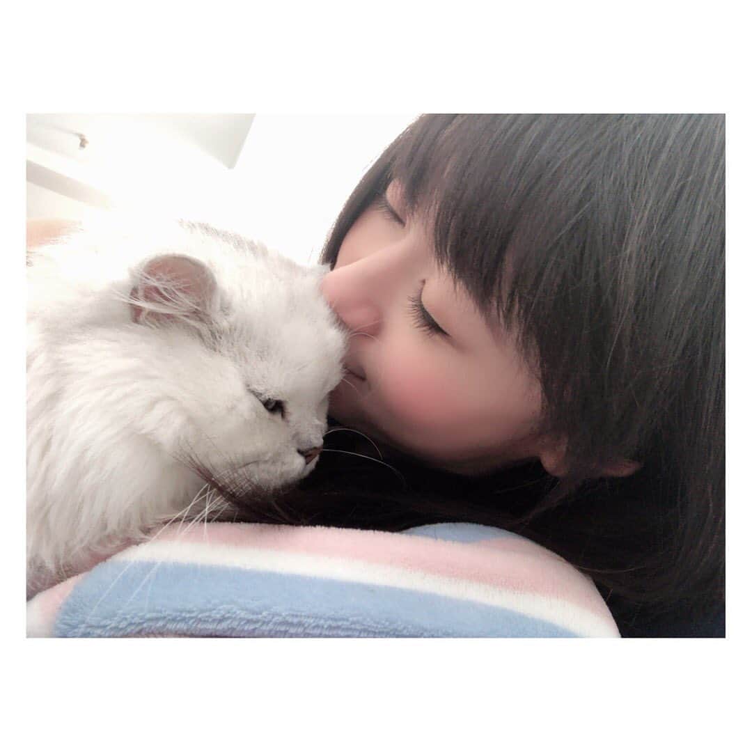 柳野玲子のインスタグラム：「らぶ🐱💞 #ねこ #猫 #チンチラシルバー #うみ #男の子 #大好き #love #cat」