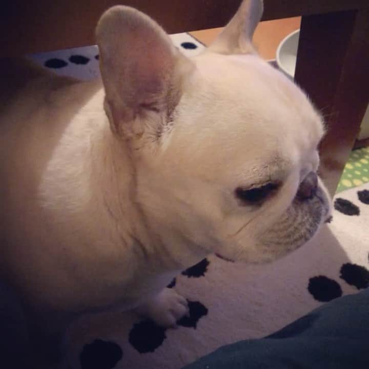 タニム（マーブル母）のインスタグラム：「* 足でチョイチョイおねだり〜🐾 甘えてます😊♥️🐷 * #ご飯を残したのに #ポテトが欲しくて🐾 #おねだりしたから #姉に怒られたマーブル #めげないマーちゃんは #この後ポテト食べたよ」