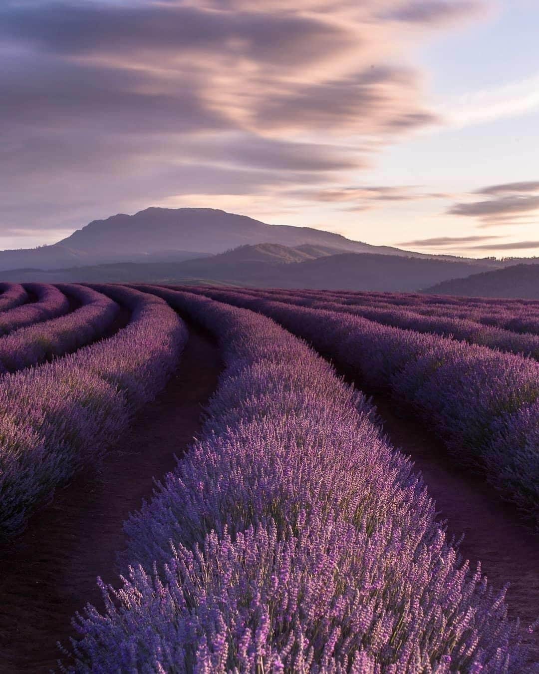 のインスタグラム：「We’re counting down our favourite posts of 2019 🎉This is not a drill: @bridestoweestate's #lavender are now in full bloom 💜 @matt_tassiescape_ captured these picturesque purple rows of flowers at the lavender farm recently, and their sweet scent sure is making @tasmania smell extra good this time of year. Located 45 minutes from #Launceston in @northerntasmania, #BridestoweLavender is the world's largest privately owned lavender estate. Make sure you treat yourself to their signature range of lavender ice creams at the onsite Woodcroft Café, and, of course, take home some lavender flower honey as souvenirs.  #seeaustralia #discovertasmania #northerntasmania #lavender #travel #explore」