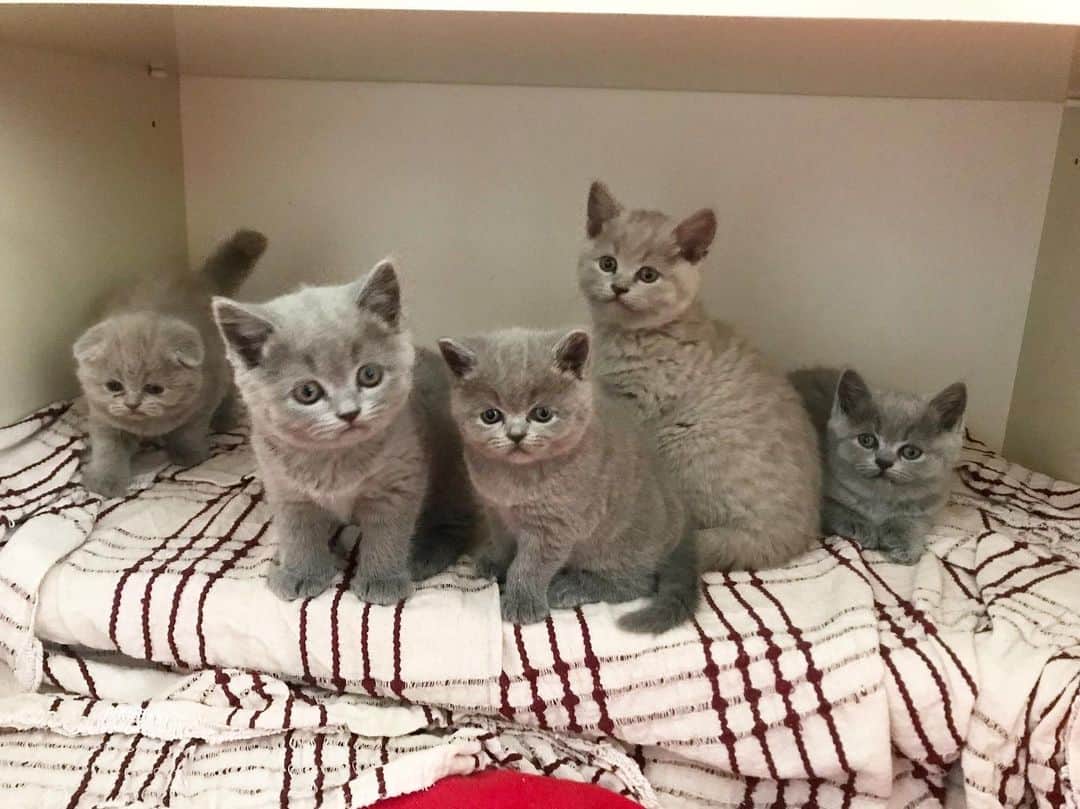 minik_catsのインスタグラム：「Kalabalığız 😂 Belly& Sumak & Pumpkin & Kimyon & Susam 🙈🦄 #cat #cats #catstagram #instagram #instacat #vscocat #scottishfold #britishshorthair」