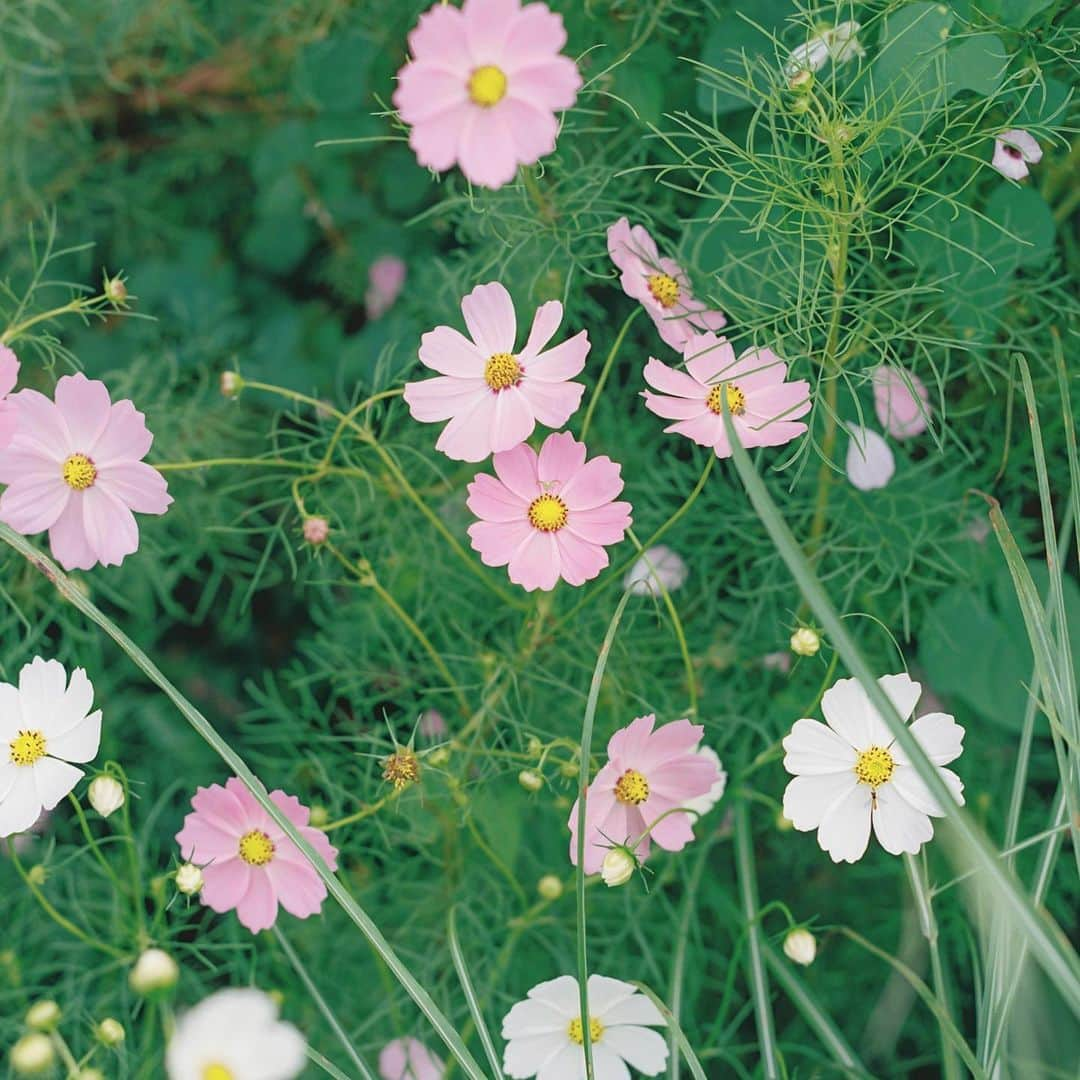 濱田英明さんのインスタグラム写真 - (濱田英明Instagram)「fragments #pentax67」12月28日 19時49分 - hamadahideaki