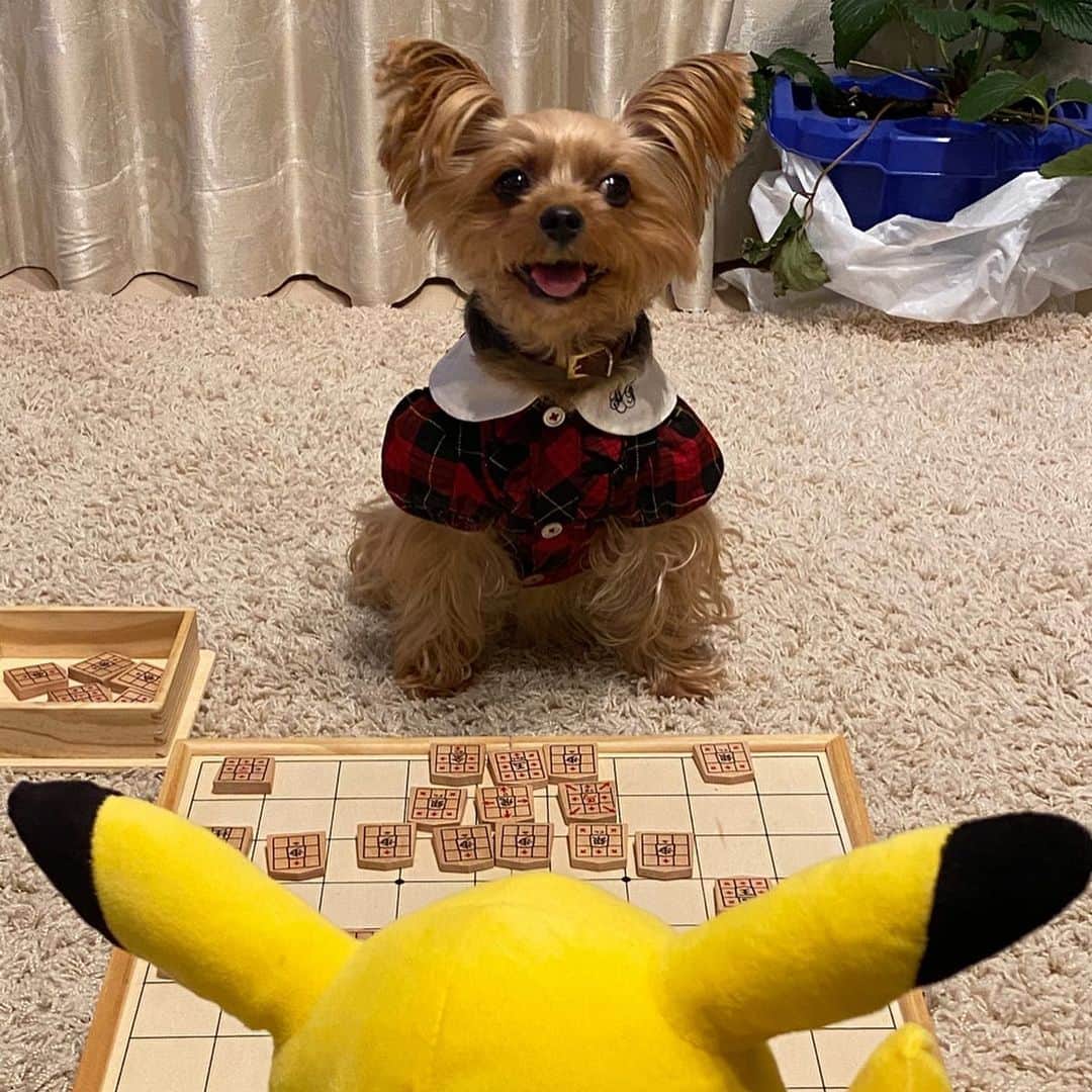 Rubyさんのインスタグラム写真 - (RubyInstagram)「🐶💬 Oh Noooooooo !!!!! ギャー😱負けそう ピカチュウ ...