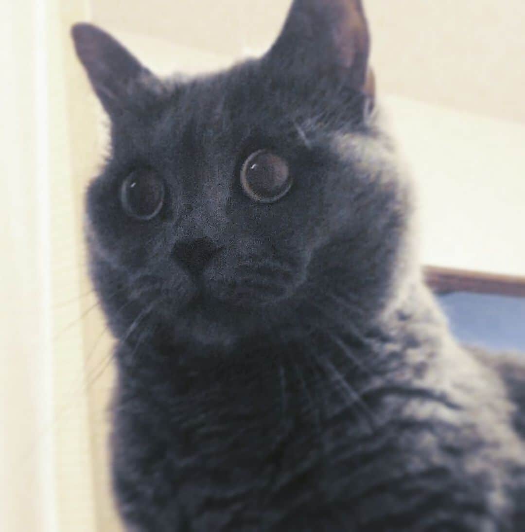 チキン南蛮カレーのルウ王子のグルメインスタ