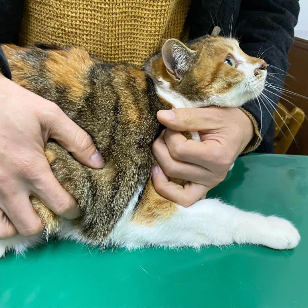 山田稔明さんのインスタグラム写真 - (山田稔明Instagram)「年の瀬チミ猫、病院へ。遅れに遅れたワクチン摂取と健康診断。ダライラマ先生（『猫と五つ目の季節』参照）にも久しぶりにお会いできました。 #ポチ実 #三毛猫」12月28日 21時00分 - toshiakiyamada