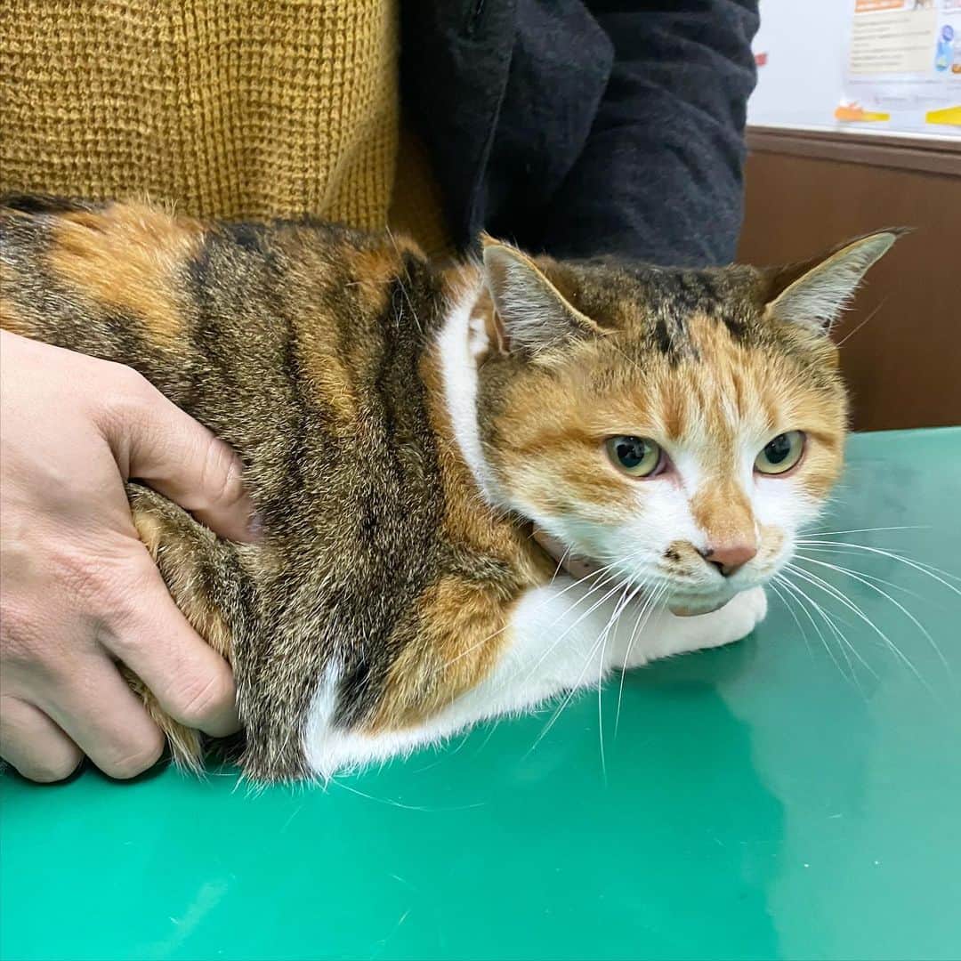 山田稔明さんのインスタグラム写真 - (山田稔明Instagram)「年の瀬チミ猫、病院へ。遅れに遅れたワクチン摂取と健康診断。ダライラマ先生（『猫と五つ目の季節』参照）にも久しぶりにお会いできました。 #ポチ実 #三毛猫」12月28日 21時00分 - toshiakiyamada