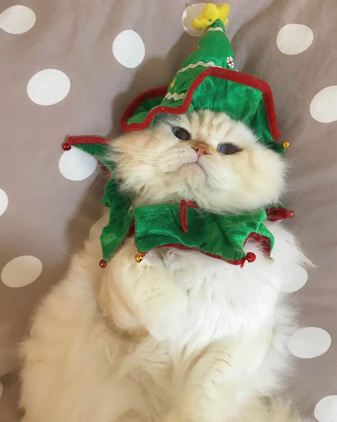 Haruのインスタグラム：「Cutie pie 🎄 #gentleharper」