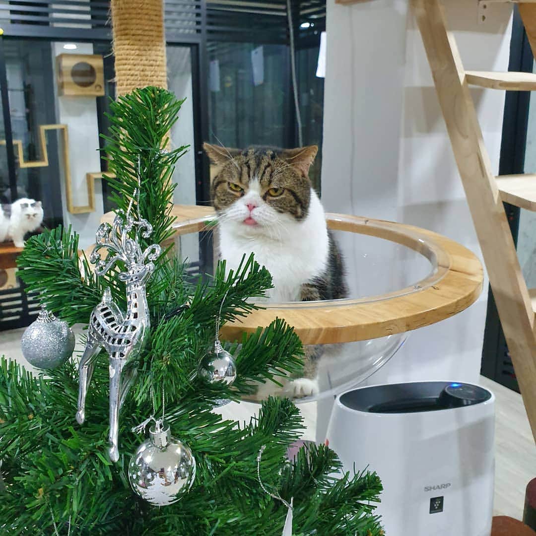 Som Siriのインスタグラム：「#cheetahteamonlyyui didn't enjoy Christmas 😌  #scottishfold  #catsofinstagram  #ทาสแมว」