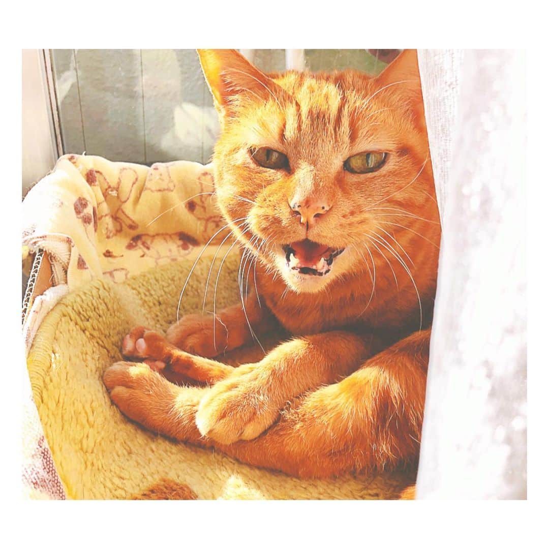 理絵さんのインスタグラム写真 - (理絵Instagram)「シャー！って言う数秒前🙀  #ilovecat #cat #gatto #고양이 #猫 #茶トラ #茶とら #ねこ部 #tokyo #japan」12月28日 22時23分 - ____rie____