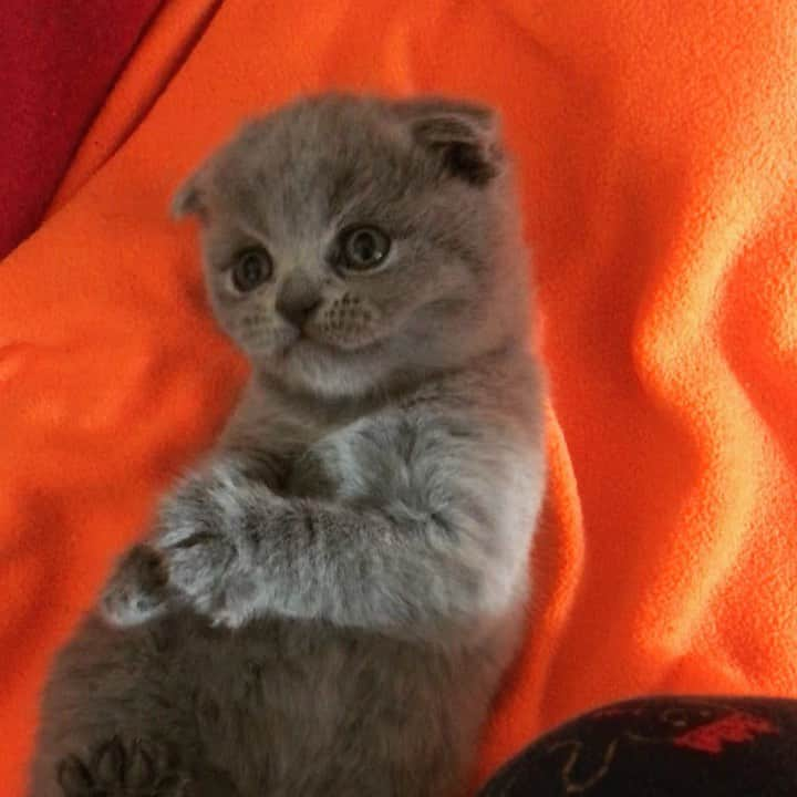 minik_catsのインスタグラム：「Jelly ❤️❤️❤️ #cat #cats #scottishfold #scottish #instagram」