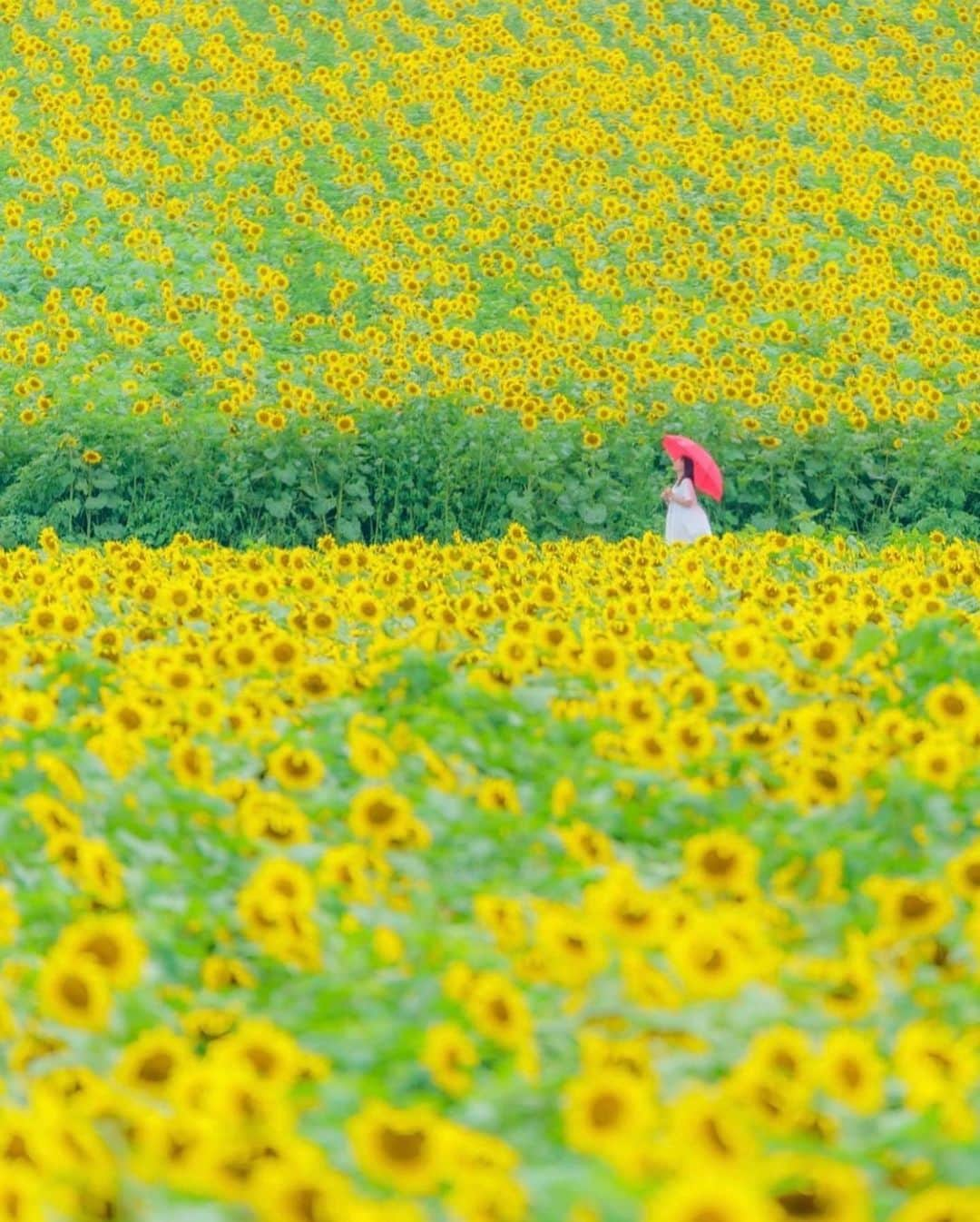 はなまっぷ❁日本の花風景さんのインスタグラム写真 - (はなまっぷ❁日本の花風景Instagram)「🌸🍺はなまっぷの忘年会2019🍺🌸 * @maro_nagashi さんの  2019年のお花に花まるを💮 * 今年一年素敵なお花をたくさん ありがとうございました😊🌸💮 * 全て香川 1三豊市内 2フラワーパーク浦島 3東かがわ市内 4中山ひまわり団地 5国営讃岐まんのう公園 * 🌼•••🌹•••💠•••🌷•••🌸•••🌺 * 💮みなさんの2019年のお花に花まるを💮 * 今年撮影されたお気に入りのベスト5 （5枚以内なら何枚でもok） を複数枚一括投稿で、 #はなまっぷ忘年会2019 に投稿お願いします😊 * みなさんのご参加お待ちしております🍺 * #はなまっぷ * 🌼•••🌹•••💠•••🌷•••🌸•••🌺 * #日本#花#花畑#花のある風景」12月28日 22時51分 - hanamap