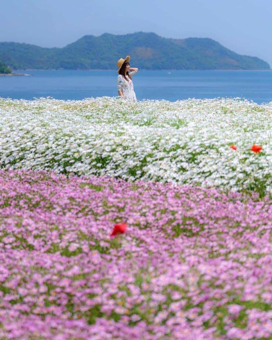 はなまっぷ❁日本の花風景さんのインスタグラム写真 - (はなまっぷ❁日本の花風景Instagram)「🌸🍺はなまっぷの忘年会2019🍺🌸 * @maro_nagashi さんの  2019年のお花に花まるを💮 * 今年一年素敵なお花をたくさん ありがとうございました😊🌸💮 * 全て香川 1三豊市内 2フラワーパーク浦島 3東かがわ市内 4中山ひまわり団地 5国営讃岐まんのう公園 * 🌼•••🌹•••💠•••🌷•••🌸•••🌺 * 💮みなさんの2019年のお花に花まるを💮 * 今年撮影されたお気に入りのベスト5 （5枚以内なら何枚でもok） を複数枚一括投稿で、 #はなまっぷ忘年会2019 に投稿お願いします😊 * みなさんのご参加お待ちしております🍺 * #はなまっぷ * 🌼•••🌹•••💠•••🌷•••🌸•••🌺 * #日本#花#花畑#花のある風景」12月28日 22時51分 - hanamap