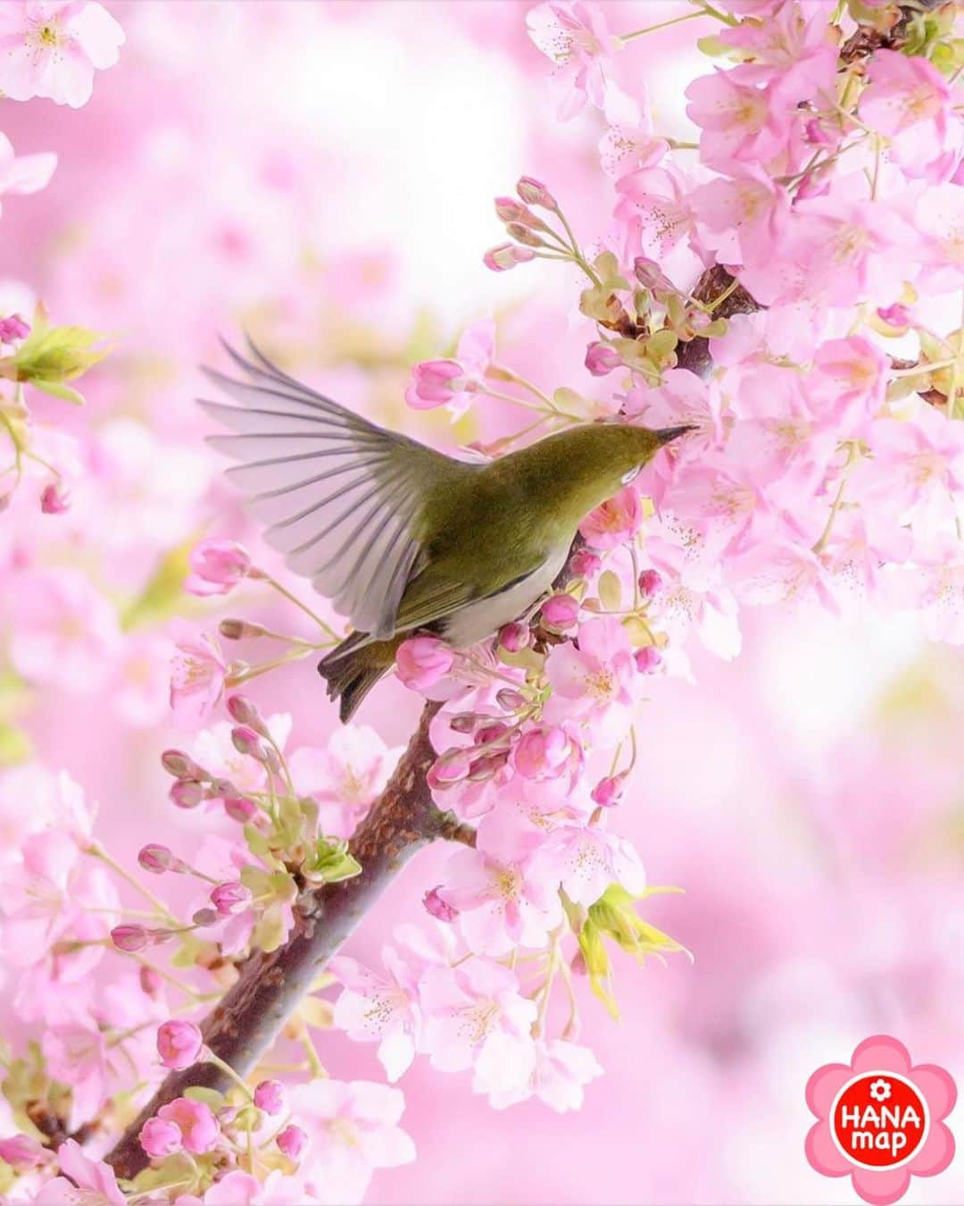 はなまっぷ❁日本の花風景さんのインスタグラム写真 - (はなまっぷ❁日本の花風景Instagram)「🌸🍺はなまっぷの忘年会2019🍺🌸 * @maro_nagashi さんの  2019年のお花に花まるを💮 * 今年一年素敵なお花をたくさん ありがとうございました😊🌸💮 * 全て香川 1三豊市内 2フラワーパーク浦島 3東かがわ市内 4中山ひまわり団地 5国営讃岐まんのう公園 * 🌼•••🌹•••💠•••🌷•••🌸•••🌺 * 💮みなさんの2019年のお花に花まるを💮 * 今年撮影されたお気に入りのベスト5 （5枚以内なら何枚でもok） を複数枚一括投稿で、 #はなまっぷ忘年会2019 に投稿お願いします😊 * みなさんのご参加お待ちしております🍺 * #はなまっぷ * 🌼•••🌹•••💠•••🌷•••🌸•••🌺 * #日本#花#花畑#花のある風景」12月28日 22時51分 - hanamap