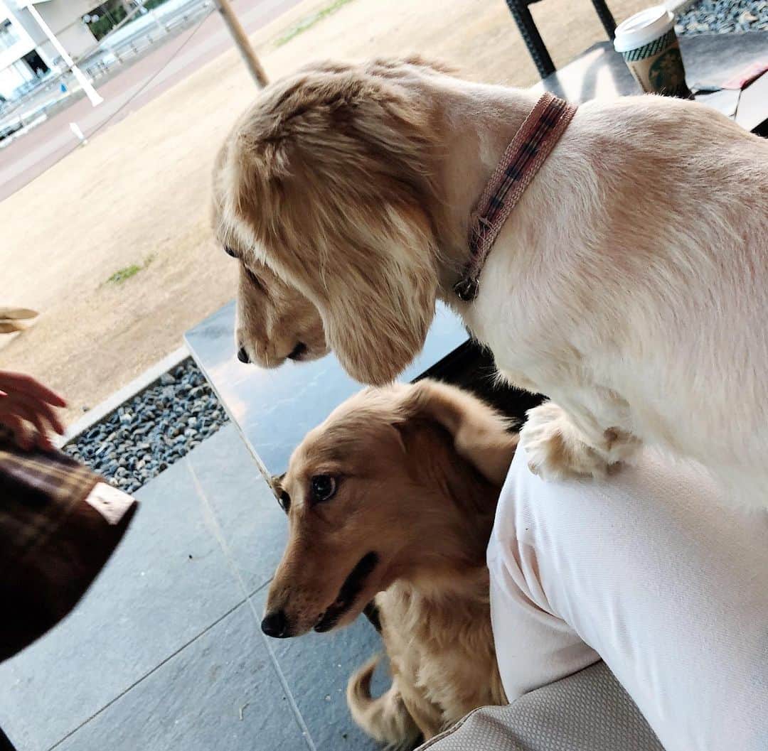 鈴木絢子さんのインスタグラム写真 - (鈴木絢子Instagram)「・ ・ 年末年始は犬との時間を大切に。。🌟 トリュフの退院前に、#兄弟犬 で犬連れドライブ @神戸🏎 ・ #メリケンパーク は景色も素敵で、夕暮れ時も最高👍 犬の散歩にも最適🤗 癒されました✨ ・ ・ ・ #神戸 #港 #関西犬とお出かけ #海 #夕焼け #犬連れ #犬の散歩 #colorful #kobe #bekobe #🐶🐶 #🚢」12月28日 23時24分 - ayako_suzuki810