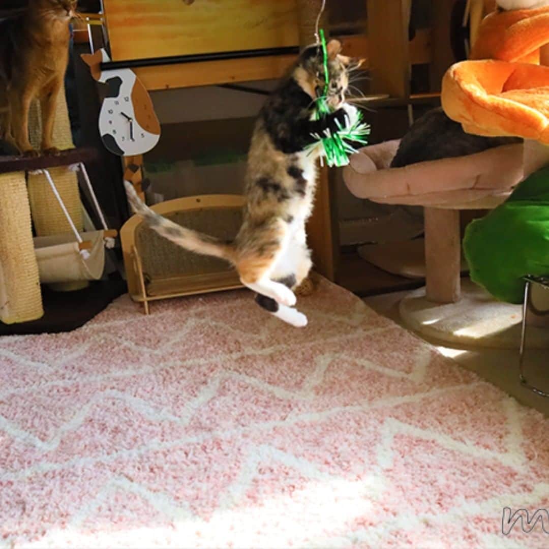 Miaouさんのインスタグラム写真 - (MiaouInstagram)「ジャンプしたら捕れた！！ #猫部屋 #猫部屋ライブ #みゃう #Catsroom #miaou  #猫 #ねこ #cat」12月28日 23時43分 - catsroom_miaou