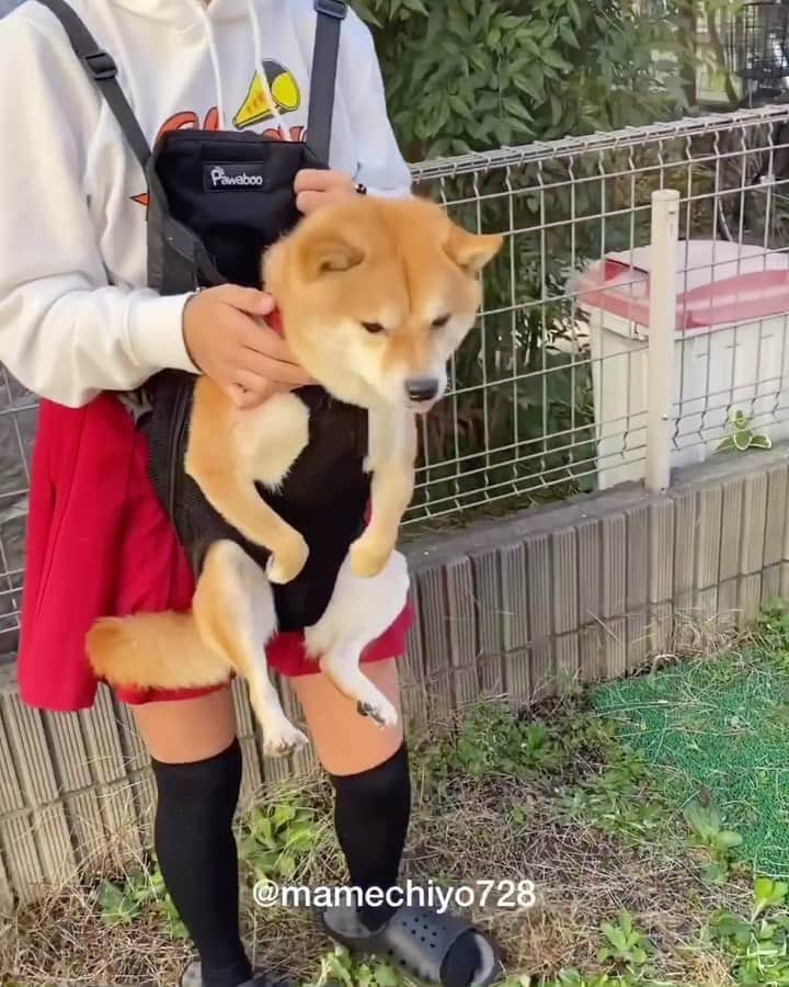 ヤンチャな豆柴 豆千代くん の日常です さんのインスタグラム動画 ヤンチャな豆柴 豆千代くん の日常です Instagram 抱っこ紐でマッチョに見えた豆千代くんが抱っこ紐を外したら マッチョ ボディビルダー 抱っこ