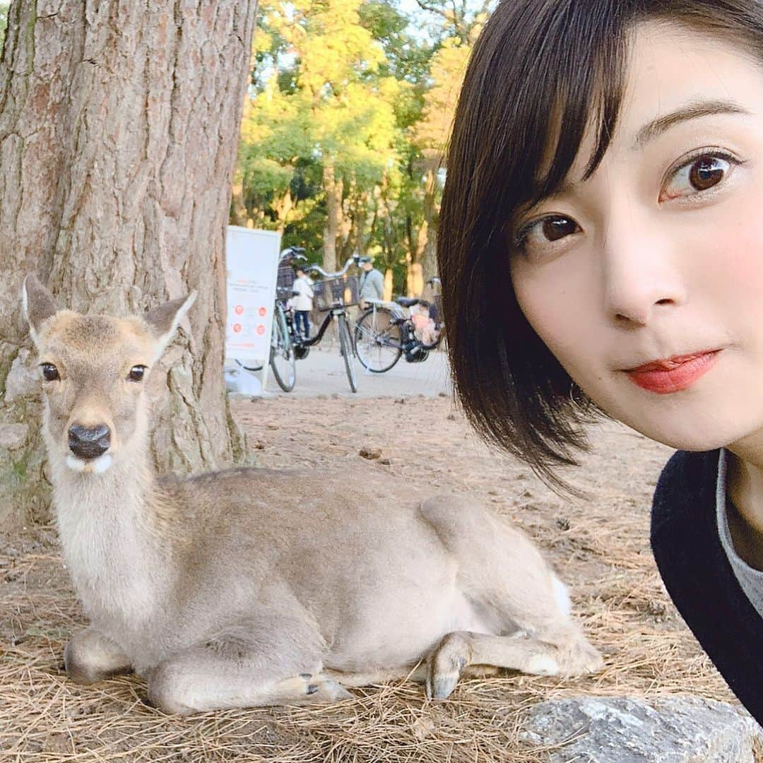 林田雪菜さんのインスタグラム写真 - (林田雪菜Instagram)「#今年の投稿今年のうちに 弾丸奈良🦌 鹿可愛かった〜 気付けばカメラロールには鹿の写真ばかり🦌携帯食べられるかと思ったけど笑 今年だけで2回行ったけど見るところたくさんあって楽しかった🙌 東大寺も中学校の修学旅行の時に見た感覚とまた違った感じで見られてなんか良かったなー☻ 二月堂から見た景色が綺麗すぎてこれだけで奈良来てよかったって思える素晴らしい景色でした✨ 超高速餅つきはもはや安定👏 めっちゃおしゃれで有名なスタバも行けて満足✨ 良き思い出☺️ #奈良#ひとり旅#奈良一人旅#奈良公園#東大寺#東大寺二月堂#中谷堂#超高速餅つき#スタバ#奈良鴻ノ池運動公園店#雪菜のお暇」12月29日 0時11分 - hayashidayukina