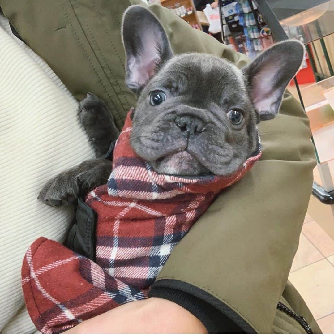 Bodhi & Butters & Bubbahのインスタグラム：「Meet @rollsie_and_rondo_p 😍🐶❤️」