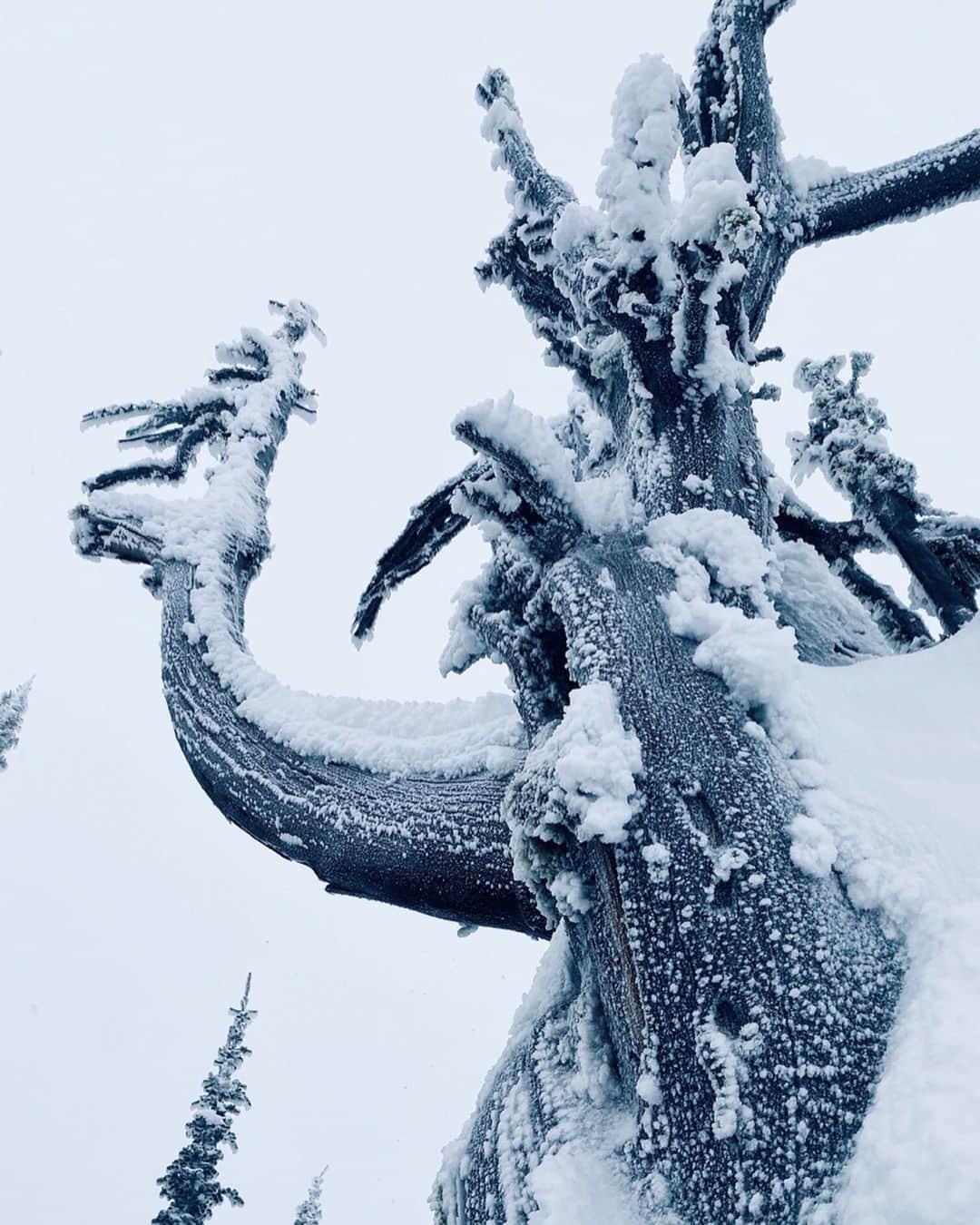 ケン・ブロックさんのインスタグラム写真 - (ケン・ブロックInstagram)「Some of my favorite random/artsy shots from my week-long holiday trip to @BaldfaceLodge with the family. From Santa delivering presents, to artsy tree shots, to an epic view of the lodge. This place delivers what any powder seeking art fiend is looking for. #artsyfartsy #SantaRice #BaldfaceLodge」12月29日 10時47分 - kblock43