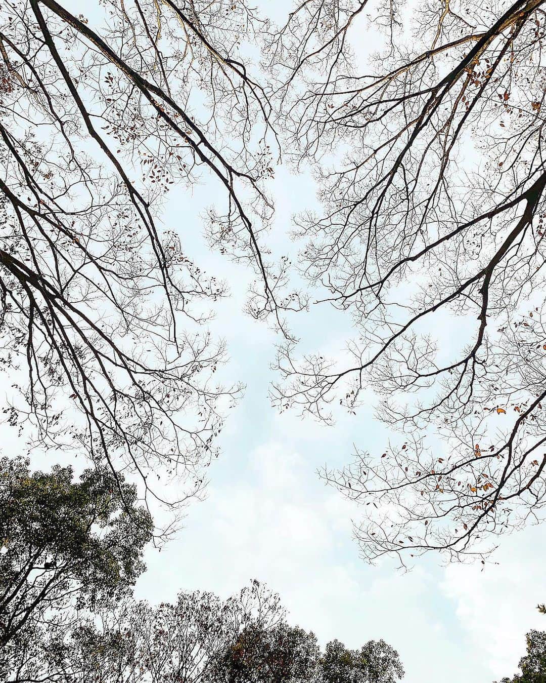 田畑佑莉さんのインスタグラム写真 - (田畑佑莉Instagram)「朝から洗濯して部屋の空気入れ替え 🍂 寒いけど空気美味しいな ⛄️」12月29日 10時53分 - lily02tbt