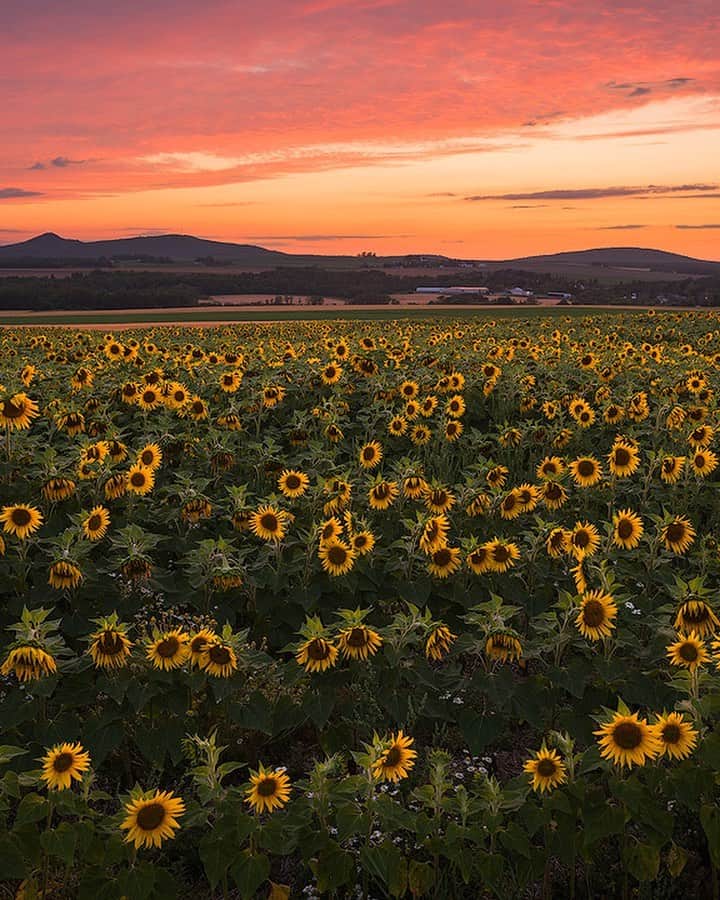 Nikon Australiaさんのインスタグラム写真 - (Nikon AustraliaInstagram)「"Photographing a field of sunflowers has been on my list for years, and I finally got my chance with a beautiful sunset late in the summer of 2019! I tried in 2018 but was a little too late, the flowers were all wilting. Fun fact, young sunflowers track the sun through the sky during the day and return to face east at night, but when the flowers mature, they usually stop doing that and stay facing east.⁣ ⁣ This is a blend of two exposures for dynamic range and depth of field, to capture detail in the bright sky and the darker foreground. Both exposures were shot with a Nikon Z 7 and NIKKOR Z 14-30mm f/4 S lens @ 25mm, f/11, ISO 64. The shutter speed for the sky exposure was 1 second, and the foreground exposure was 3 seconds with the focus pulled in a bit for better sharpness on the flowers." - @awoodworthphoto⁣ ⁣ Camera:  Nikon Z 7⁣ Lens: NIKKOR Z 14-30mm f/4 S⁣ Settings: 25mm | f/11 | 1s & 3s | ISO 64⁣ ⁣ #MyNikonLife #NikonAustralia #sunset #sunflowers #Landscapephotography #Nikon」12月29日 11時04分 - nikonaustralia
