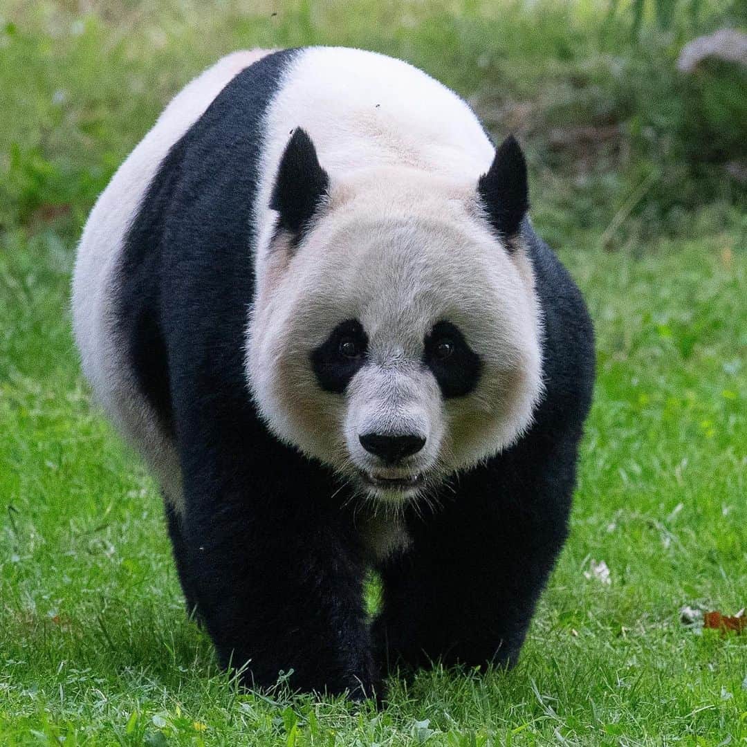 スミソニアン国立動物園さんのインスタグラム写真 - (スミソニアン国立動物園Instagram)「🐼 What does a day in the life of our giant pandas look like? Get an exclusive, behind-the-scenes look in "Pandamonium: A Virtual Experience," now screening in the Visitor Center Theater on select nights during ZooLights. 🎥 SHOWTIMES + 🎟️ TIX INFO: https://s.si.edu/38mtnoE.」12月29日 2時57分 - smithsonianzoo