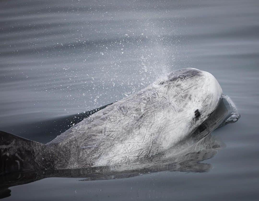 Chase Dekker Wild-Life Imagesのインスタグラム：「Risso’s dolphins are one of the most commonly seen species during the winter months in Monterey Bay and most of of the Californian coast. Easily identifiable by their bulbous head, white and gray coloration, and tapestry of scratches and scars across their body, it’s hard to mistake these dolphins for many other animals.」