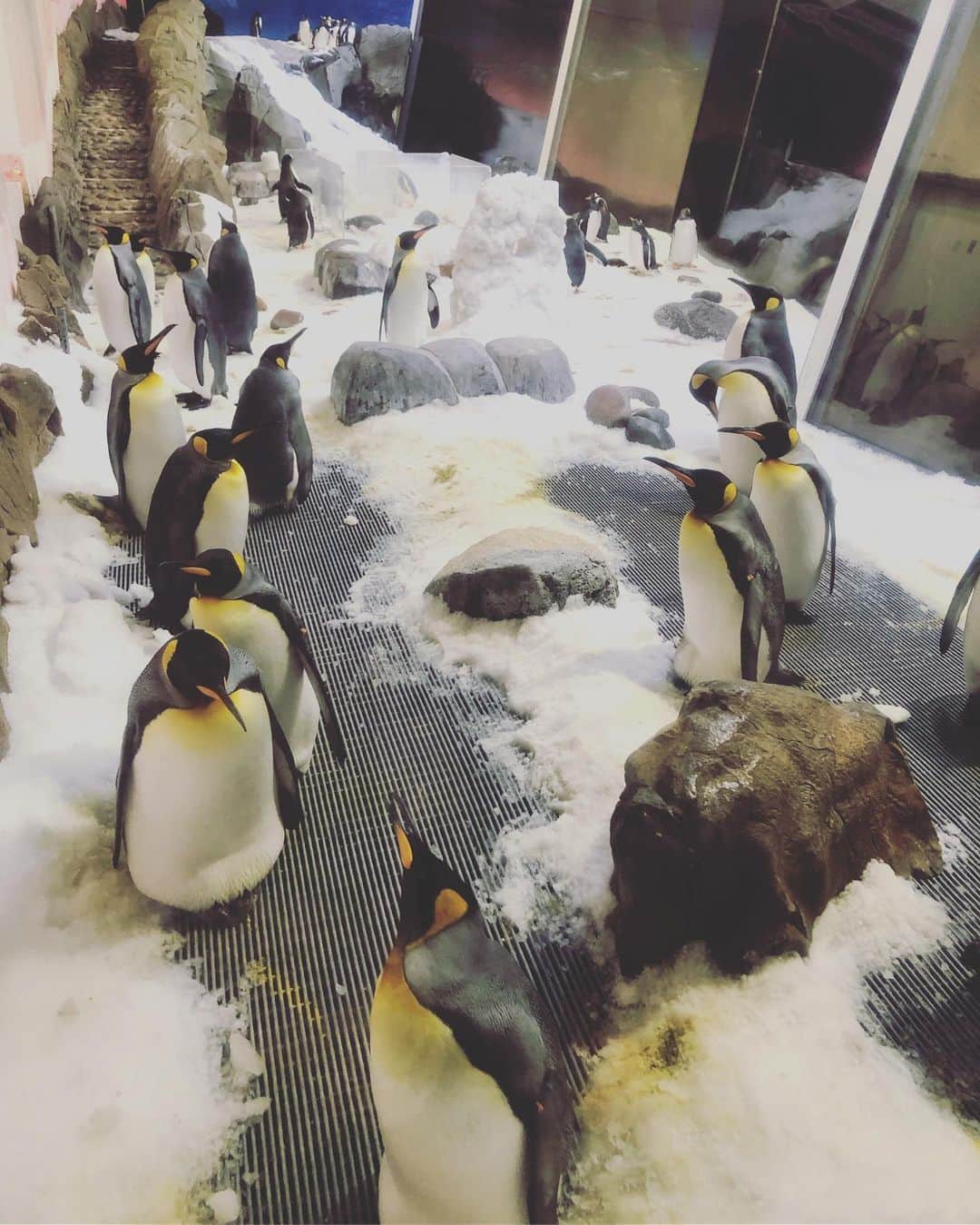 YingTzeさんのインスタグラム写真 - (YingTzeInstagram)「Love how the way this penguin looks at me. ❤️🐧 _ For those wondering about my previous post : I’m 174 cm 🤣 📸 @soo87  _ #blessed #ytztravels #sealifeaquarium  #melbourne #australia #penguins」12月29日 6時19分 - yingtze