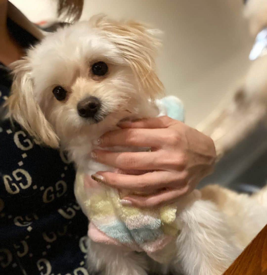 サキ吉さんのインスタグラム写真 - (サキ吉Instagram)「めあたんのお誕生日会しました🥰 家族会🐶❤️ 本当に平和で癒される会💋 今年も本当にありがとう👏 いつも可愛くて元気なめあたんが大好きです😘 ． プレゼントは私と色違いのGUCCIのハットにしたよん🥰💖 2人でかぶるの楽しみ💋 ． ツナはむーちゃんと会えて嬉しそうだった🐶🐶 夢吉も久しぶりに嫁に会えてまんざらでもない顔😂 ゆめツナのモコモコお洋服は @vague_dogwear_official のです😘💋 この子達はいつもここのお洋服🐶 ． #犬のいる暮らし  #親子 #家族会 #ポメラニアン #マルプー #ポメマルプー #六本木 #お誕生日会」12月29日 12時01分 - sakikichi1201