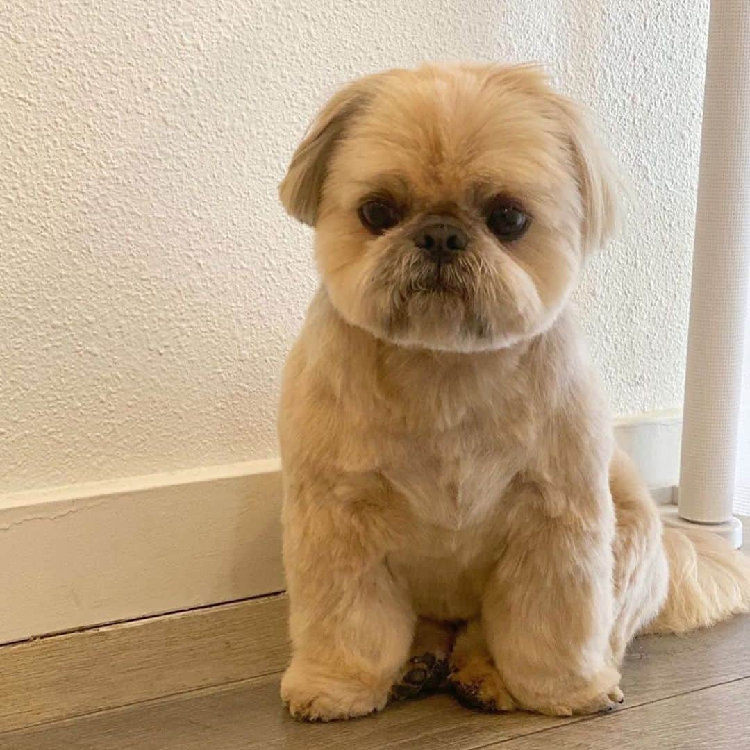 Dougie the Shih Tzuさんのインスタグラム写真 - (Dougie the Shih TzuInstagram)「Roundiest round face. (Photo and haircut by @napanatural.dogco )」12月29日 7時36分 - dailydougie