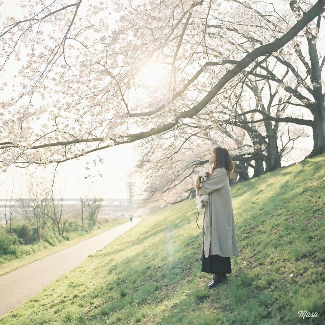 Masaさんのインスタグラム写真 - (MasaInstagram)「. . ▶︎▶︎▶︎ Swipe . . 来年も行けたらいいな〜🐶 . . . コメクロで🚪 . 撮影日 : 2019年4月4日 . #まっセル #ヤマプリ #hasselblad #ハッセルブラッド #instagramjapan #igersjp #tokyocameraclub #film_com #impression_shots #art_of_japan_ #photogenic_jp #GPW_members_only #good_portraits_world #film_jp #film #フィルム #filmcamera #filmphotography #portrait #ポートレート #photogram_archive #桜 #Cherryblossom #京都 #Kyoto #八幡市 #背割堤 #todays_blue_collection #pof_ig #犬」12月29日 8時18分 - masa_nikonist