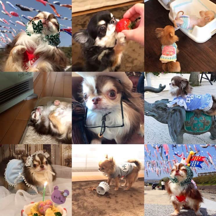kayoのインスタグラム：「* * 2019年もあと少しですね 今年のBEST9やってみました✨ * * 9こ中7こが動画という😅 動画動けばいいのにねー * * ダントツ1位はやっぱ  らいちんのエア犬かきでした😁💗 * * #BEST9 #BEST92019 * #chihuahua#chihuahualove#dogstgram#dog#instadog#チワワ#チワワ大好き * *」