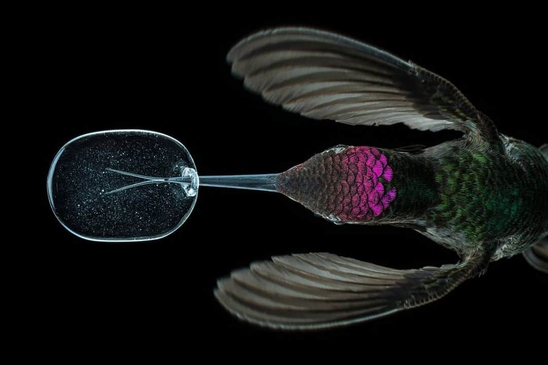 のインスタグラム：「Photo by @anandavarma | An Anna's hummingbird licks artificial nectar from a custom-made glass "dinner plate" in a lab. I took this photo as part of my story on hummingbird biomechanics. The squishy, forked tongue acts like a micro-pump when it touches liquid, allowing the hummingbird to lick a flower up to 15 times per second. This was taken in Chris Clark's lab at UC Riverside, and based on research done by Alejandro Rico-Guevara and Kristiina Hurme.  In the last decade, Nat Geo photographers took 21,613,329 images in the quest to document the world and everything in it. This image was chosen as one of the 15 images that resonated most with us.」