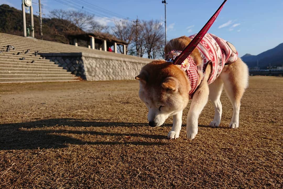 柴子さんのインスタグラム写真 - (柴子Instagram)「おはようございます。 今朝も元気に河川敷散歩。 しっかり歩いてしっかりご飯食べた柴子(仮名)さん。 #柴犬　#shibainu #shibastagram」12月29日 9時41分 - senogawadogs