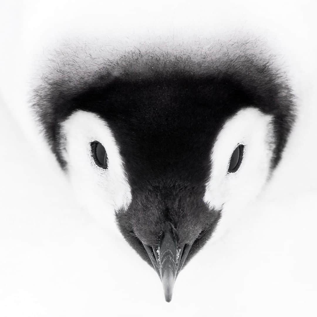 National Geographic Travelさんのインスタグラム写真 - (National Geographic TravelInstagram)「Photo by @daisygilardini | A trip to Antarctica to photograph emperor penguins is the trip of a lifetime! In early October the chicks are still on the pack ice with their parents. Weather conditions can be challenging. When photographing wildlife, I try to “work my subject,” if possible.  This means shooting with different lenses while trying every possible angle. I prefer to lie on the ground to be at eye level with my subject, but sometimes elevated views work just as well.  On this occasion, I found that the shape of the chick's head and the lines created by its black-and-white feathers worked well from an elevated point of view. I'm very slow and deliberate in my movements around wildlife to avoid scaring them. Follow me @DaisyGilardini for more images and stories behind the scenes. #penguin #emperorpenguin #Antarctica #conservation」12月29日 10時05分 - natgeotravel