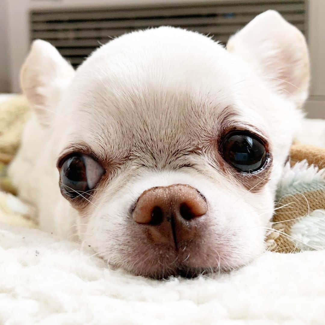KORIKIのインスタグラム：「おはようございます♪ * #dogofsapporo #dog, #dogs, #dogstagram,#chihuahua,#犬バカ部,#チワワ,#koriki, #hanadog #白スムチ連合会, #スムチー,  #dogofthedayjp, #dogoftheday  #ilovemydog #instadog #instapet #WhiteChihuahua  #吉娃娃 #치와와  #dogsofinstagram #Chihuahualover  #ชิวาวา #チワワの輪 #barkbox #WhiteChihuahuaParty #もふもふモフモフ」