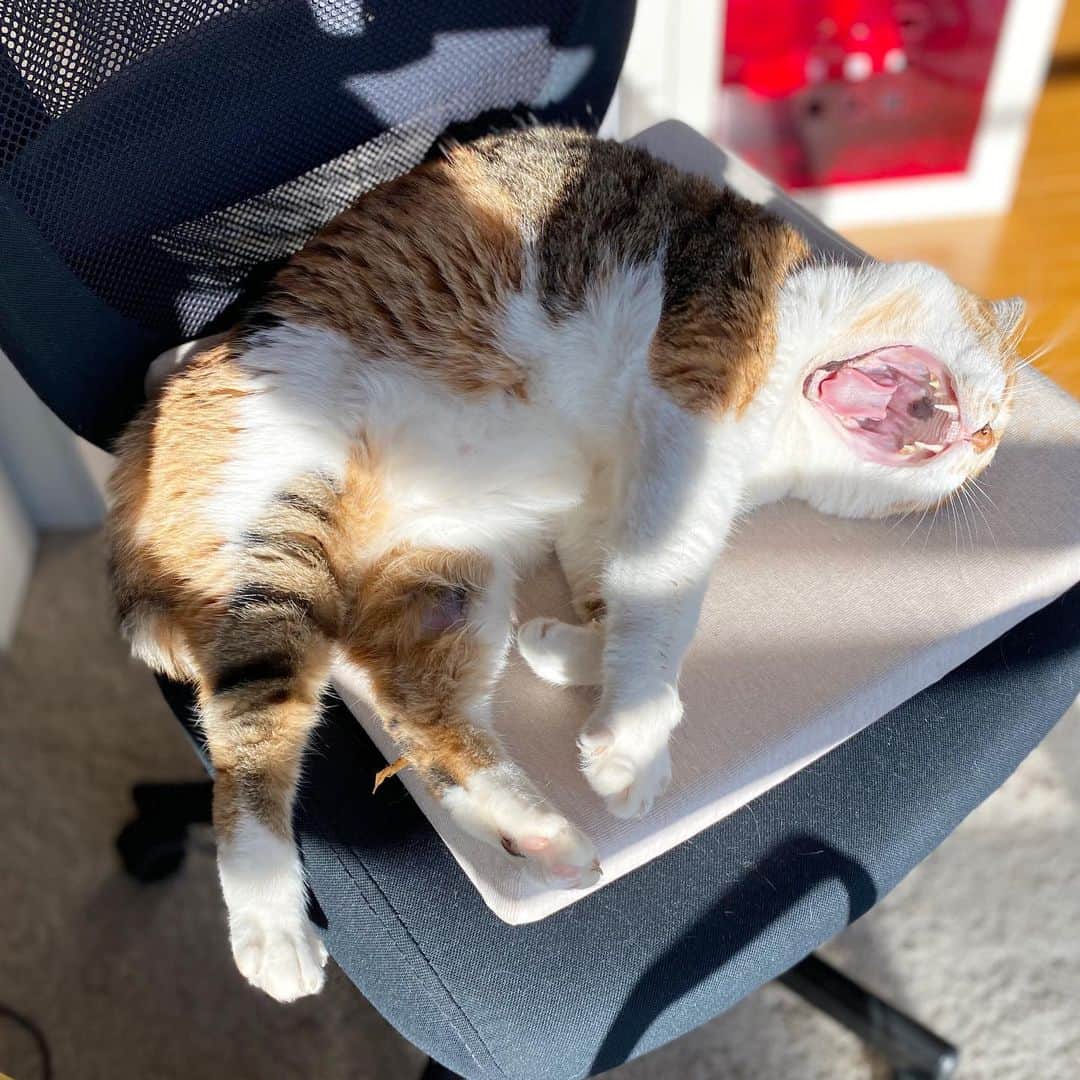 山田稔明さんのインスタグラム写真 - (山田稔明Instagram)「おはよ。おれの椅子…。上手に寝るチミ猫。 #ポチ実 #三毛猫」12月29日 10時16分 - toshiakiyamada