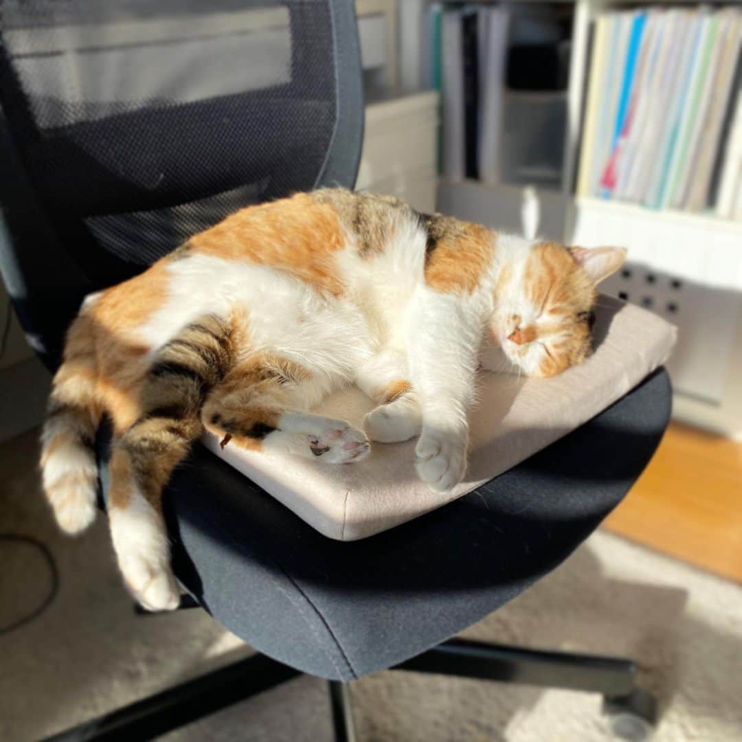 山田稔明さんのインスタグラム写真 - (山田稔明Instagram)「おはよ。おれの椅子…。上手に寝るチミ猫。 #ポチ実 #三毛猫」12月29日 10時16分 - toshiakiyamada