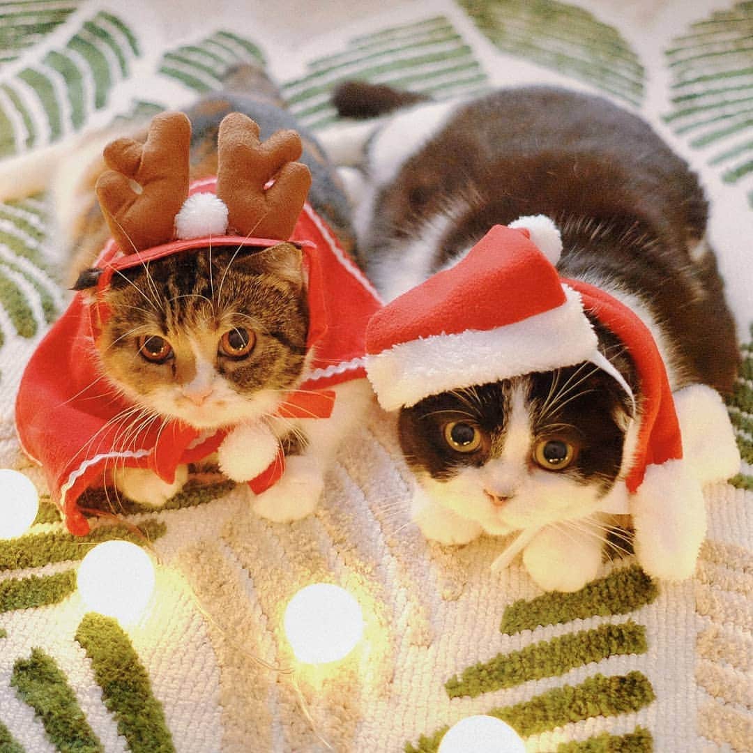 エリッサ・ヤマダのインスタグラム：「It's still Christmas in catto universe, so Meowy Christmas from Santa Claws @boluthecat and @miikopanda to hoomans who catlebrate! 😽😽🎄💖 #scottishfold」
