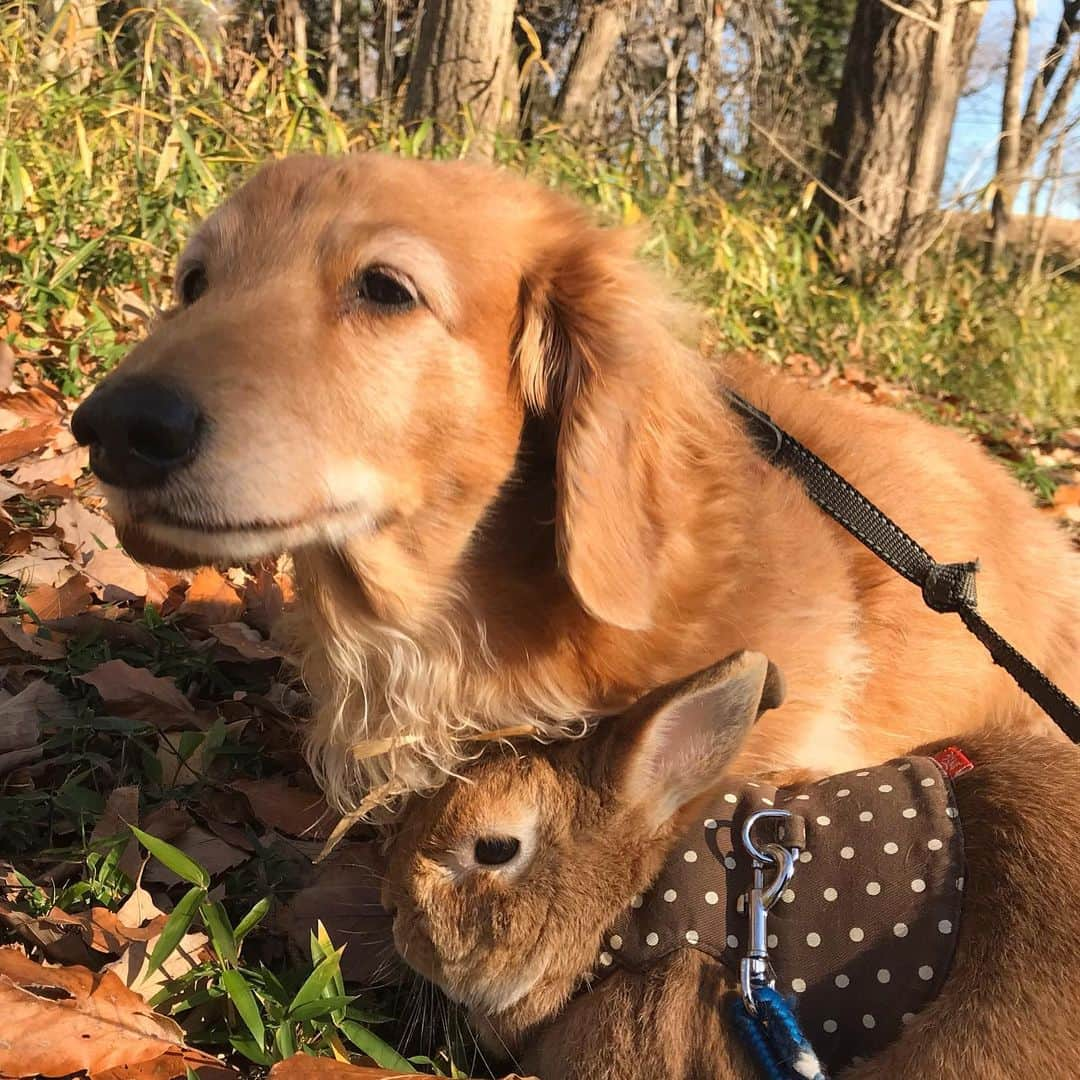 Chieko Shibutaさんのインスタグラム写真 - (Chieko ShibutaInstagram)「たろー🐶&うじゃこ🐰地方☀️ ポカポカ　さんぽ🍂 穏やかな　時間を　満喫❤️ 💕✨🐶🍀🐰✨💕 💕 #dachshund #dachshunds #dachshundlove #dog #dogs #doglove #instadog #instagram #instagood #pet #pets #petsagram #cute #cutepe #cutepet #cutedog #cuteanimals #likes #09076999576 happy #smile #rabbit #ラビット #ミニュチュア #ミニュチュアダックス  #ミニュチュアダックスフント #うさぎ部 #うさぎ #ダックス #ダックスフンドロングヘアー#ねざーらんどどわーふ」12月29日 20時03分 - chieko.81