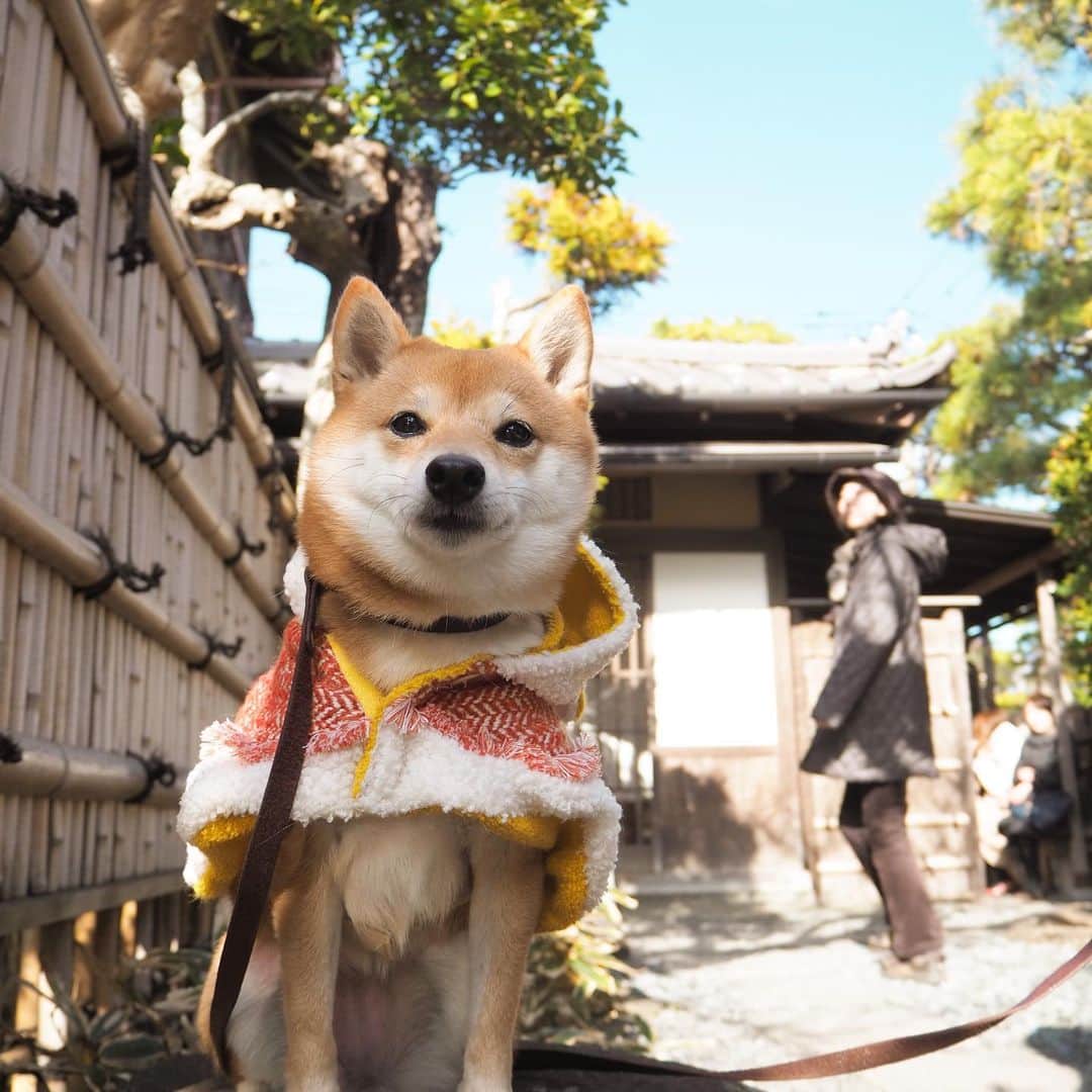 豆柴にこちゃんのグルメインスタ